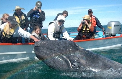 Baleine en Basse Californie